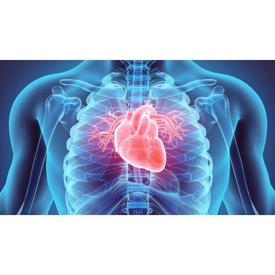 Cardiovascular Health